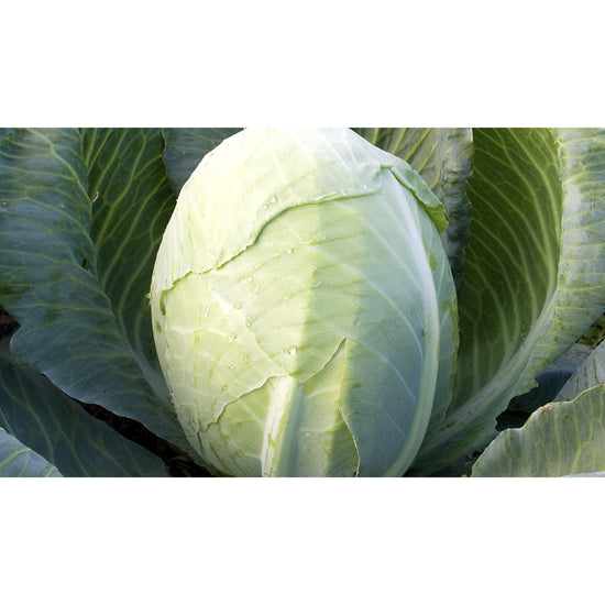 Image Title CABBAGE; WHITE; Dowinda